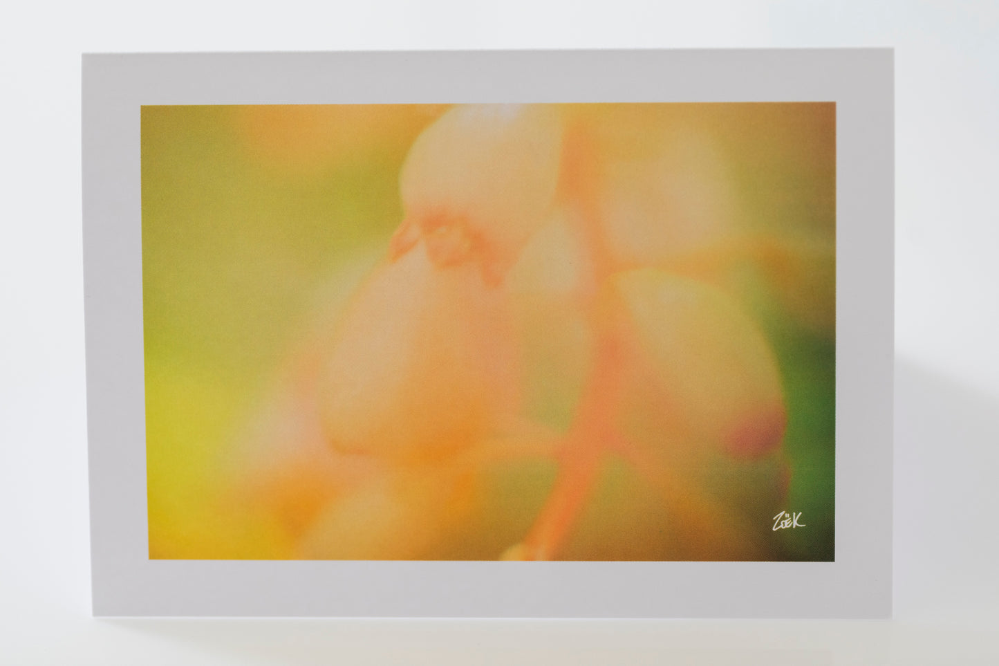GREETING CARD BUNDLE PACK of 10