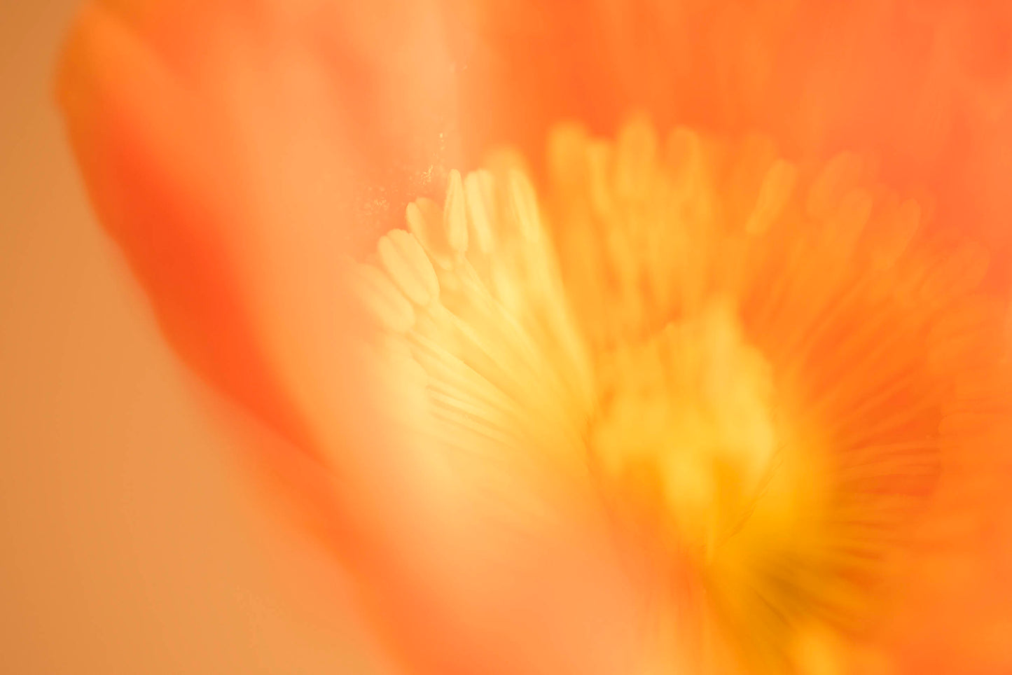 POPPY WONDER - A3 Australian Art Print