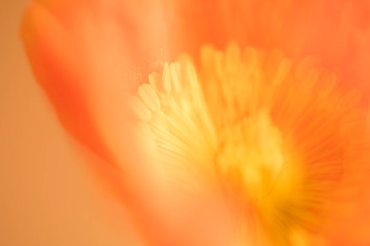 POPPY WONDER - A3 Australian Art Print