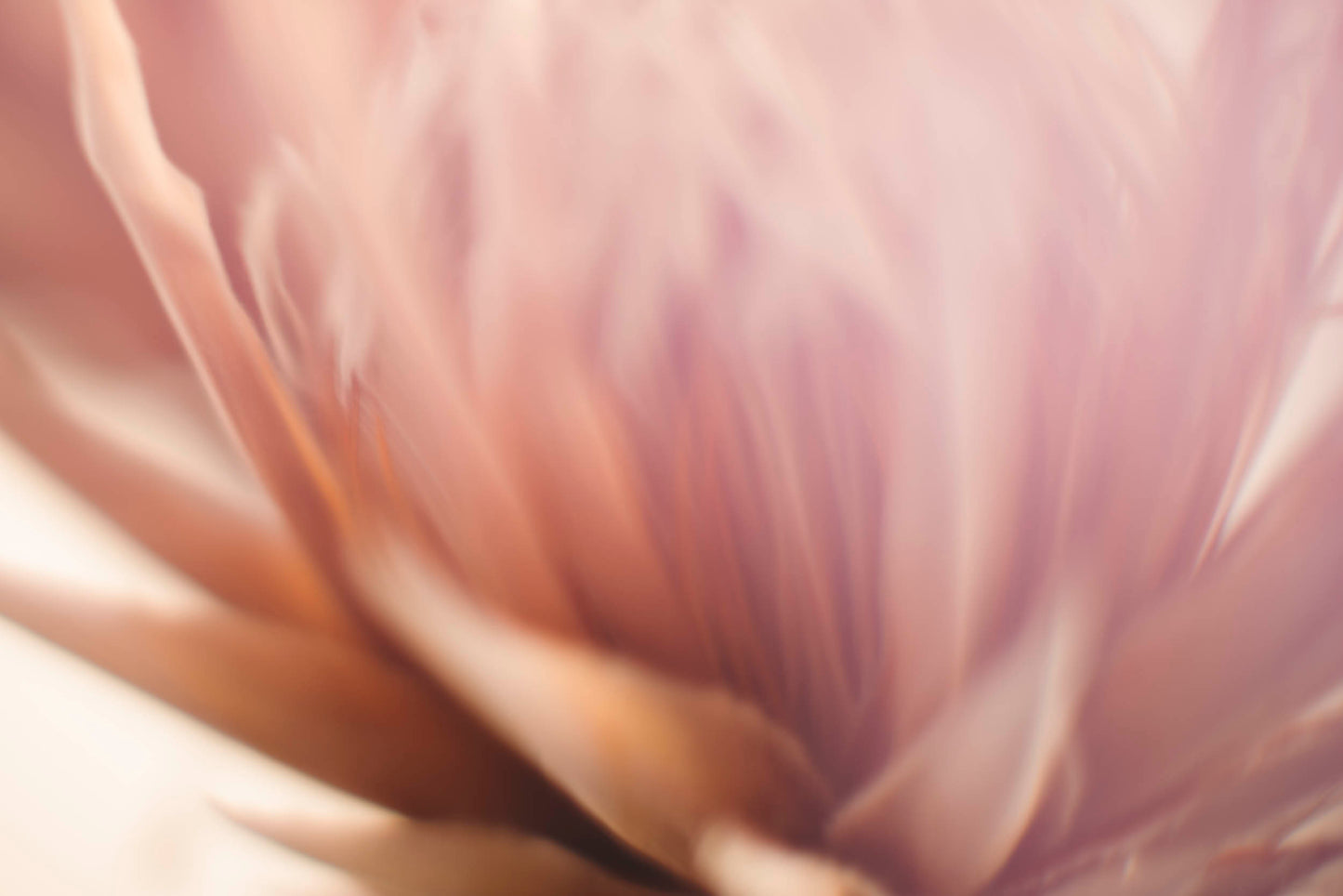 ETHEREAL BLOOM - A3 Australian Art Print